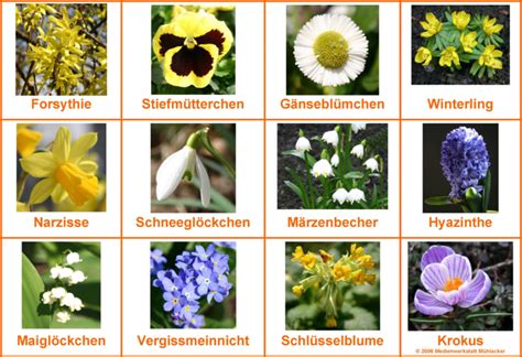 blumenlexikon|blumenarten mit namen und bilder.